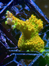 Load image into Gallery viewer, 3DR Frag Scape System